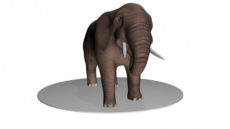 Elephant Idle